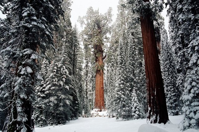 Як фотографували найбільше дерево світу (фото, відео)