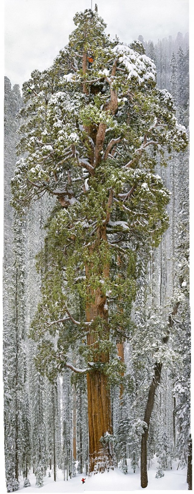 Як фотографували найбільше дерево світу (фото, відео)