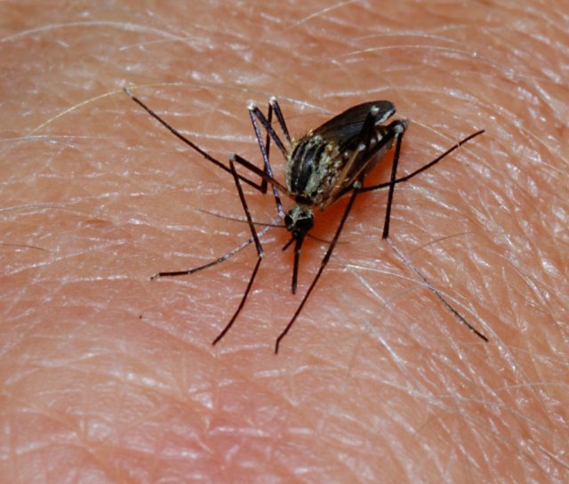 Чому комарі люблять одних людей більше за інших?