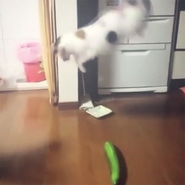 Чому коти бояться огірків? (відео)