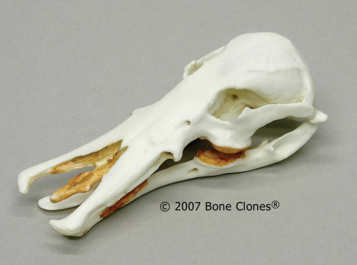 Дивні й незвичні черепи різних тварин (фото)
