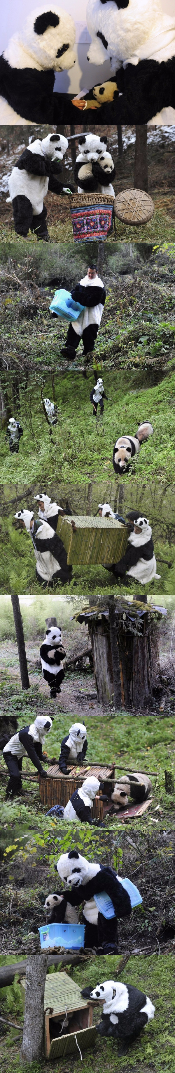 Як виховують маленьких панд в зоопарках (фото)