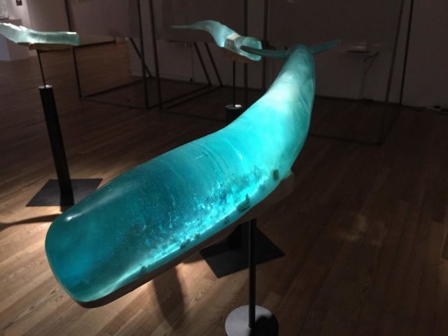 Прозорі світи всередині китів (фото)