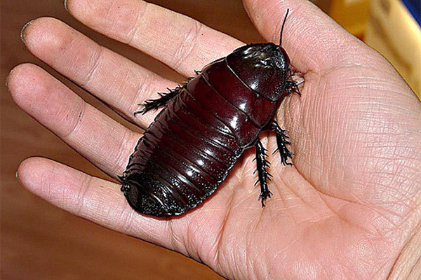 10 найбільших у світі комах (фото)