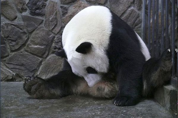У Китаї фотограф вловив рідкісний момент народження панди