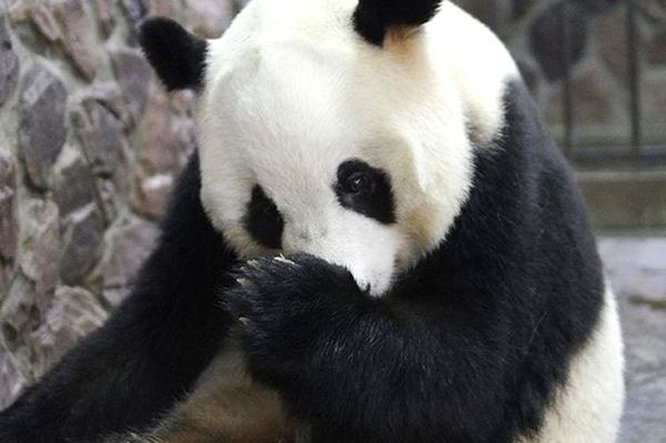 У Китаї фотограф вловив рідкісний момент народження панди