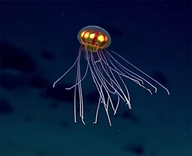 У Тихому океані виявлено «медузу-НЛО» (відео)