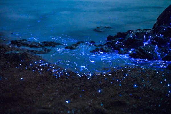 Планктон, що світиться (фото)