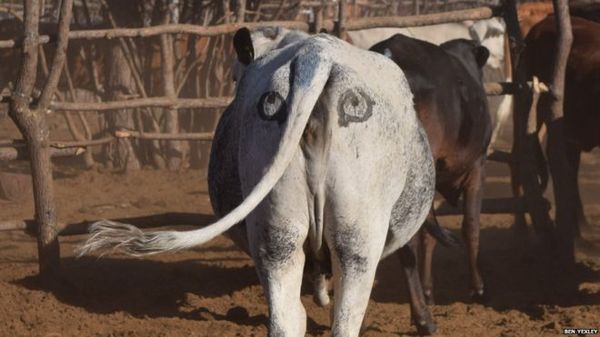 Для чого коровам намальовані ззаду очі?