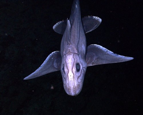 Глибоководна акула-привид вперше потрапила в об'єктиви камер (відео)