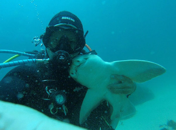 Дайвер погладив акулу, і тепер вона припливає до нього в руки знову і знову (фото)