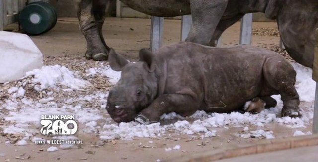 Малюк-носоріг вперше бачить сніг (відео)