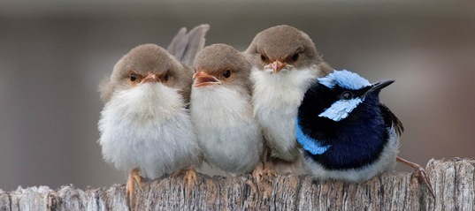 Перш, ніж отримати їжу, пташенята кольорових малюрів повинні заспівати «пароль»