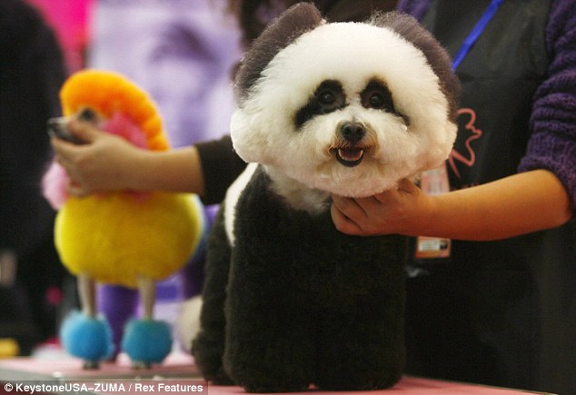 Песики-панди і песики-тигри: нова китайська мода (фото)