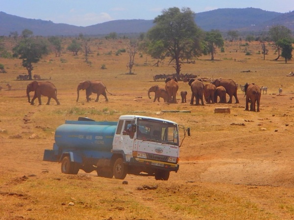 Кенієць рятує диких тварин від посухи (фото)