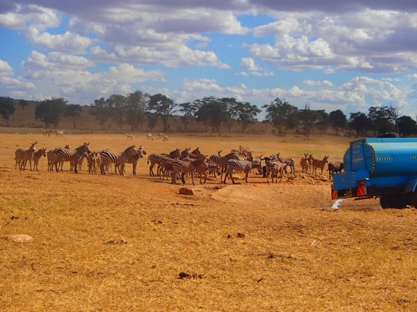 Кенієць рятує диких тварин від посухи (фото)