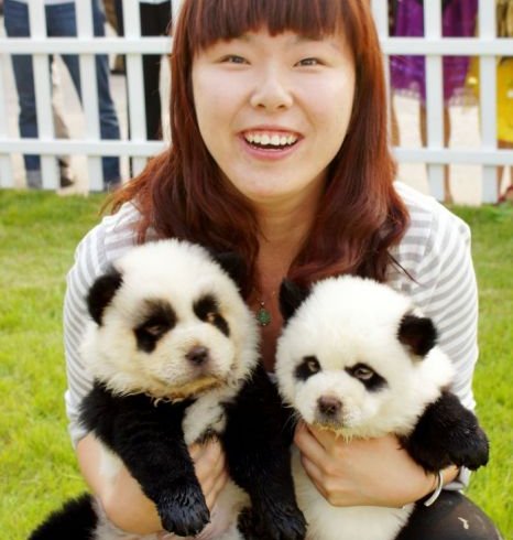 Песики-панди і песики-тигри: нова китайська мода (фото)