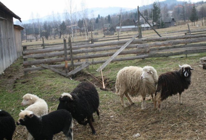 На фермі в Прикарпатті людей лікують спілкуванням з вівцями