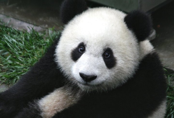 Чому панди чорно-білі? (відео)