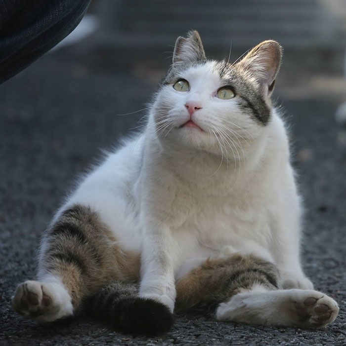 Японський фотограф фотографує бездомних котів на вулицях Токіо (фото)