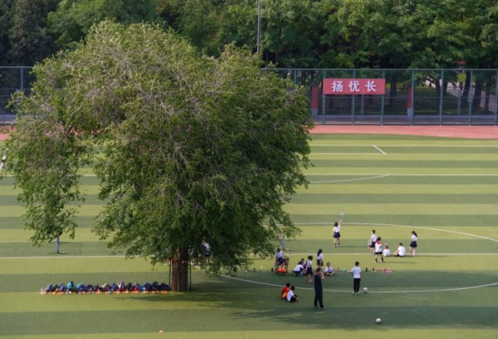 Дерево на футбольному полі (фото)