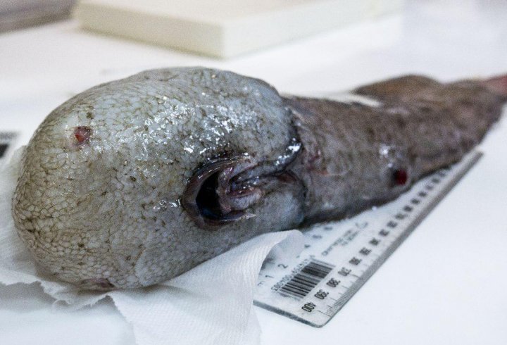 В Австралії спіймали рибу без «обличчя»