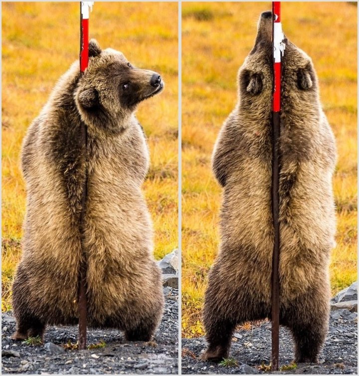 Фотограф зняв цікаві кадри з ведмедями (фото)