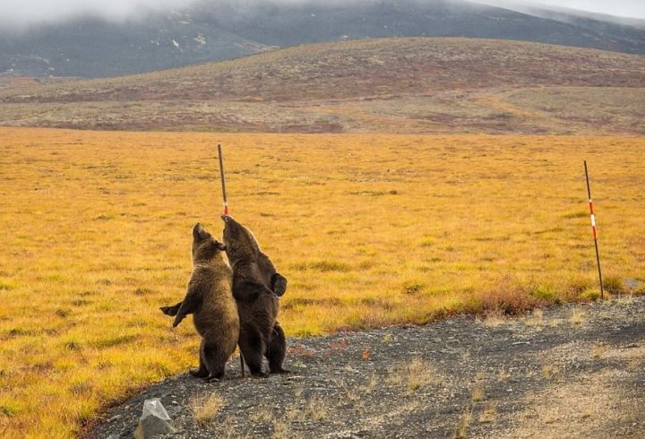 Фотограф зняв цікаві кадри з ведмедями (фото)