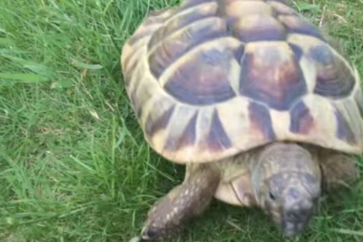 Найзліша черепаха в світі (відео)