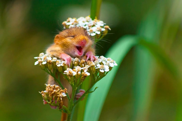 Найсмішніші фотографії тварин планети (фото)