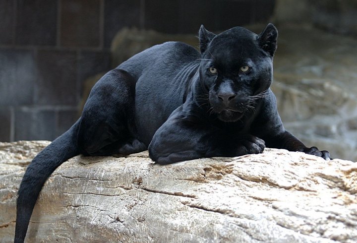 Хто така чорна пантера? (фото)