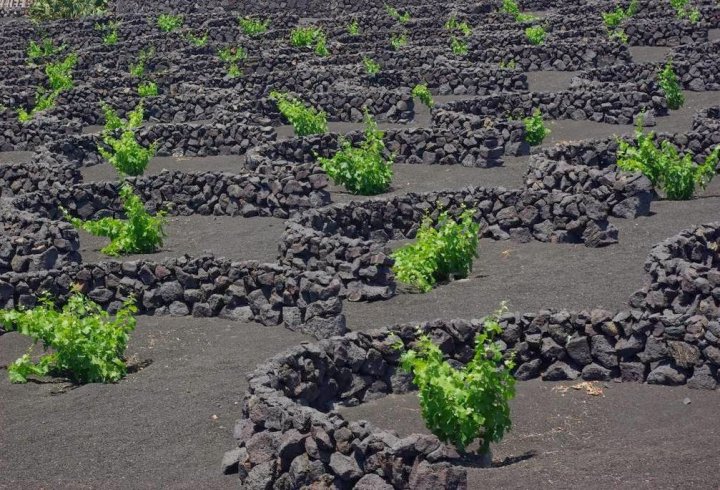 Вода з повітря. Як вирощють виноград в посушливому Лансароте (фото)