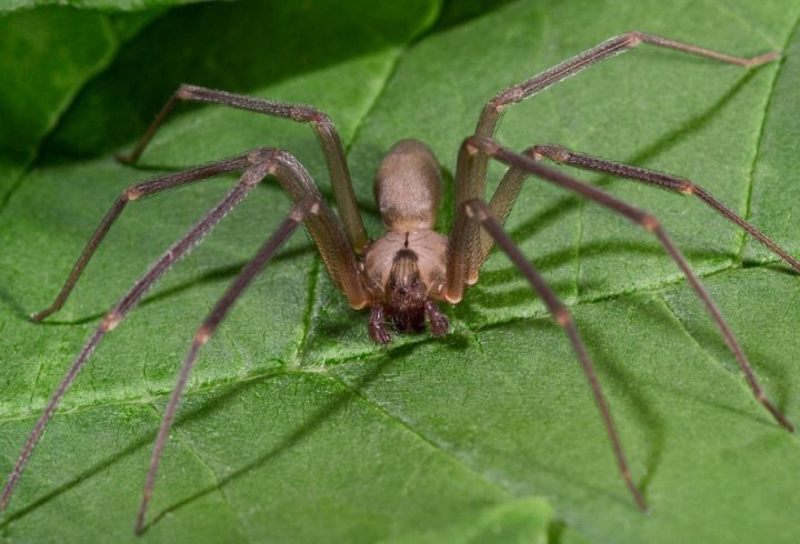Арахнофобія: 10 найстрашніших павуків Австралії (фото)