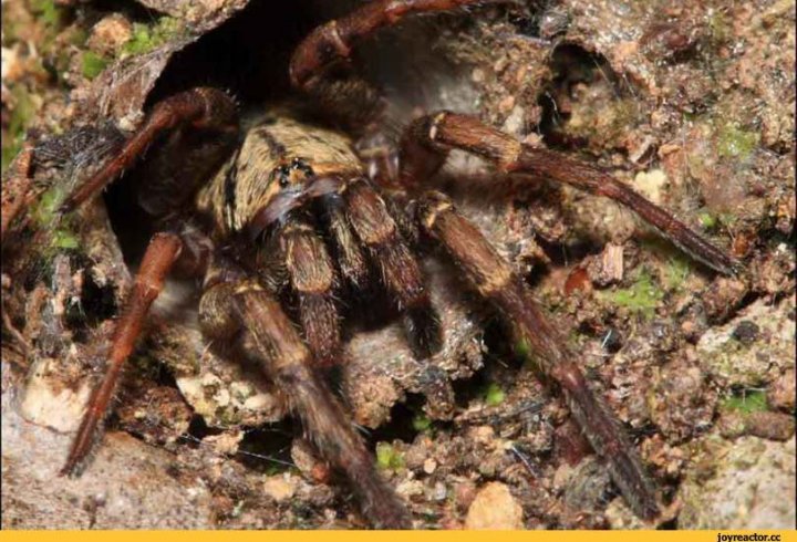 Арахнофобія: 10 найстрашніших павуків Австралії (фото)