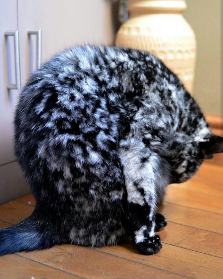 Скраппі: кіт з вітиліго (фото)