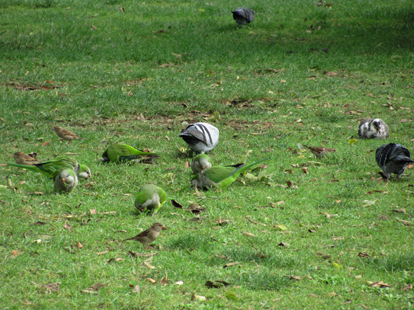 Папуги в Брюсселі (фото)