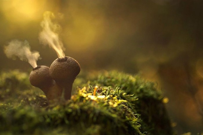 10 цікавих фактів про гриби
