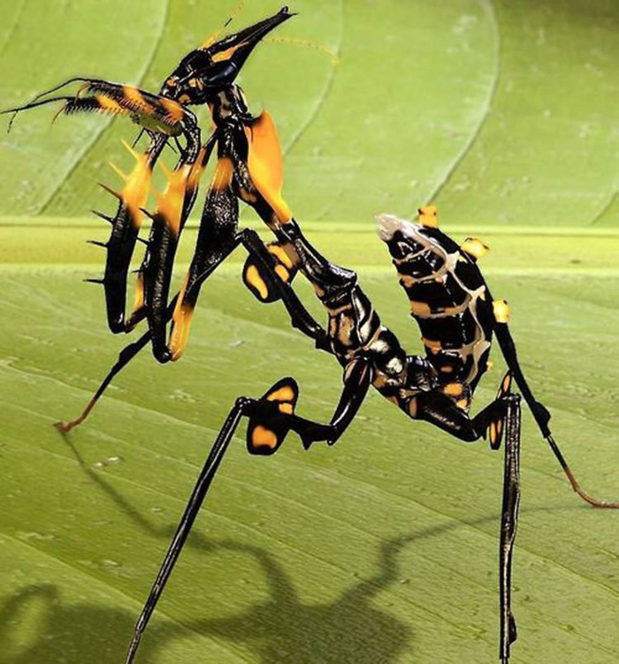Богомоли - дивовижні комахи (фото)