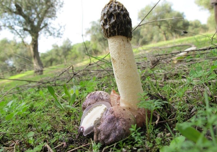10 цікавих фактів про гриби