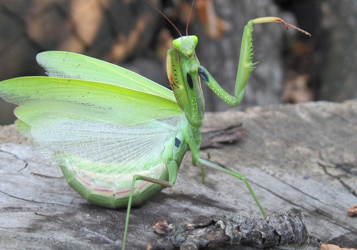 Богомоли - дивовижні комахи (фото)