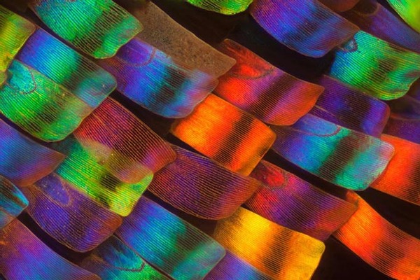 Дивовижні макрофотографії крил метеликів (фото)