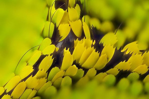 Дивовижні макрофотографії крил метеликів (фото)