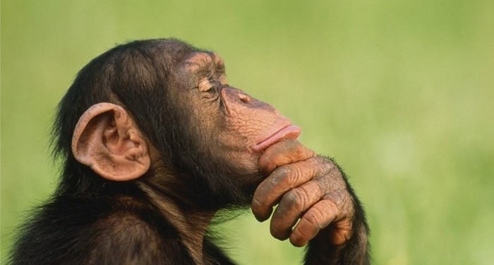 Відео з шимпанзе, який освоїв інстаграм, вразило інтернет-користувачів