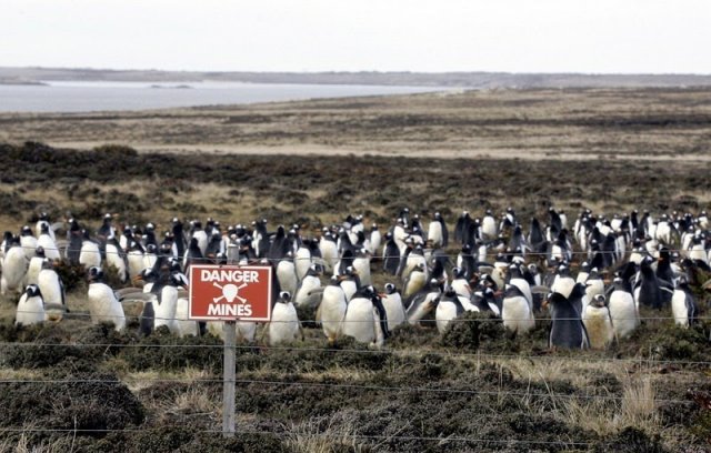 Як міни врятували пінгвінів