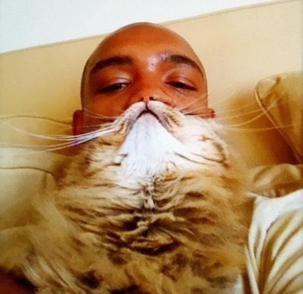 Борода з кота - нова інтернет розвага (фото)