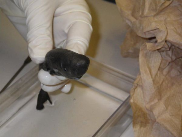 Океанологи виявили найменшу акулу в світі