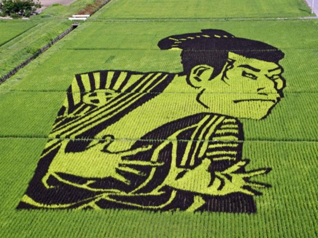 Художні рисові поля Японії (фото)