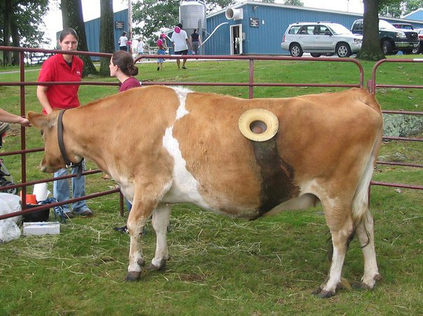 Навіщо коровам дірки в боці? Нова фермерська «мода» (фото)