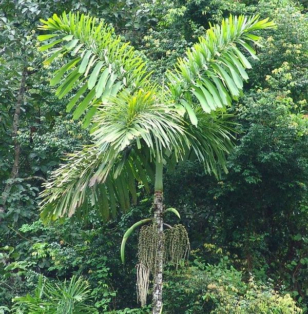 Пальма з незвичайною формою коріння (фото)