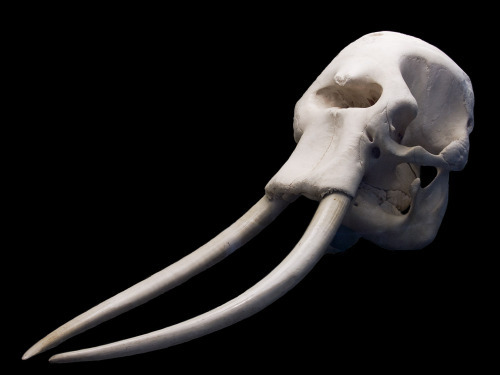 Дивні й незвичні черепи різних тварин (фото)
